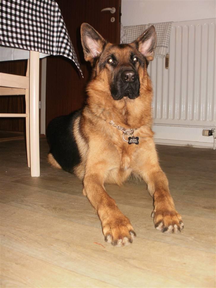 Schæferhund Slotten´s Ufo billede 3