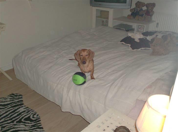 Dværggravhund maja f  billede 1