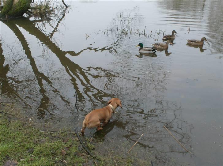Dværggravhund maja f  billede 2