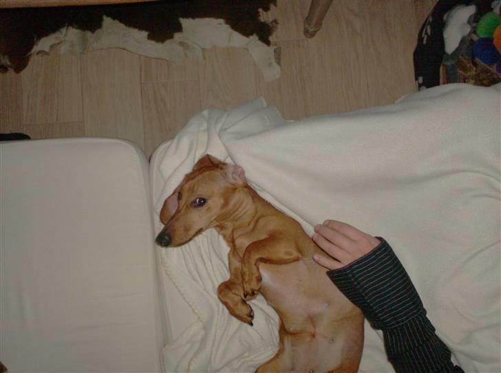 Dværggravhund maja f  billede 3