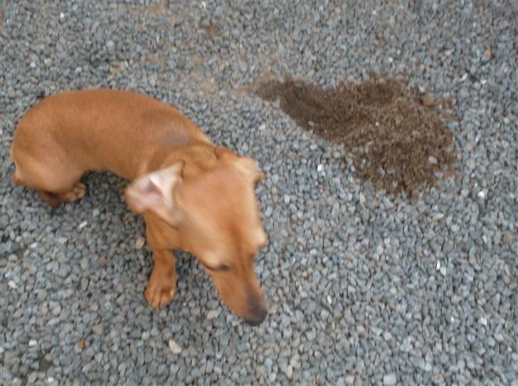 Dværggravhund maja f  billede 4