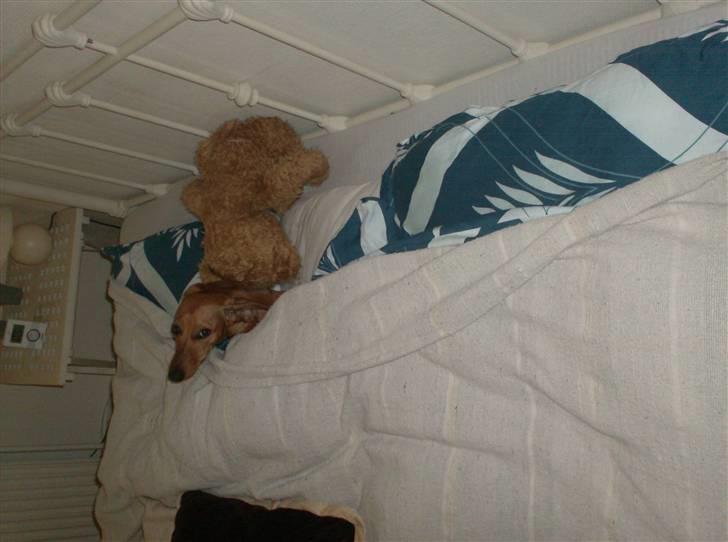 Dværggravhund maja f  billede 5