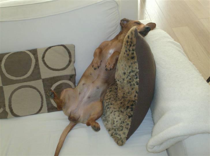 Dværggravhund maja f  billede 6