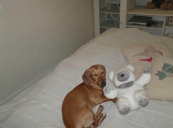 Dværggravhund maja f  billede 7