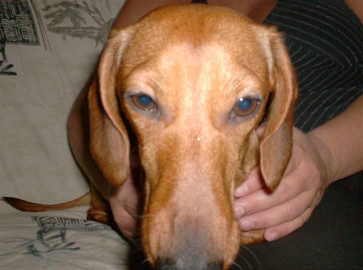 Dværggravhund maja f  billede 8