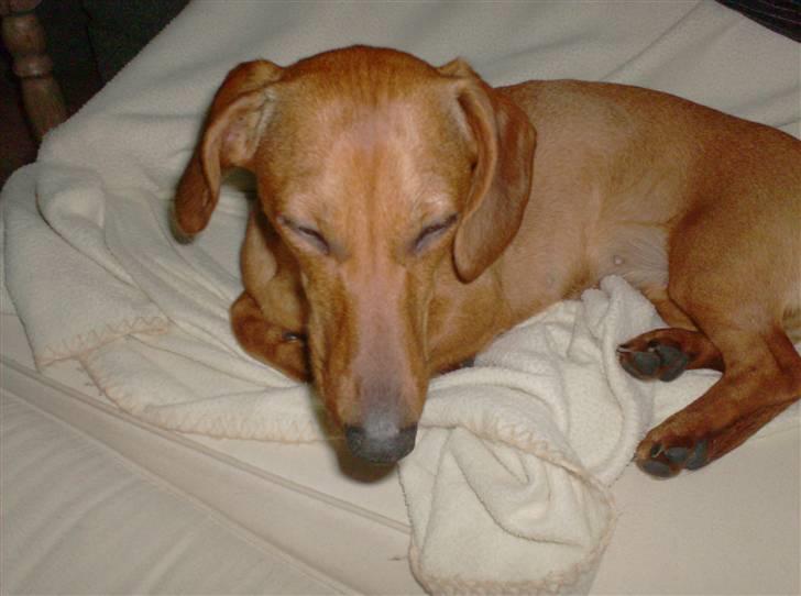 Dværggravhund maja f  billede 9