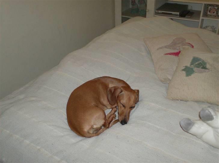 Dværggravhund maja f  billede 10