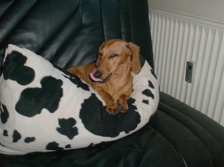 Dværggravhund maja f  billede 11