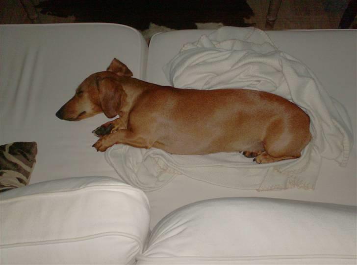 Dværggravhund maja f  billede 12