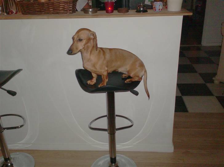 Dværggravhund maja f  billede 13