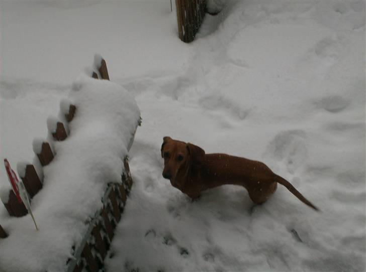 Dværggravhund maja f  billede 14