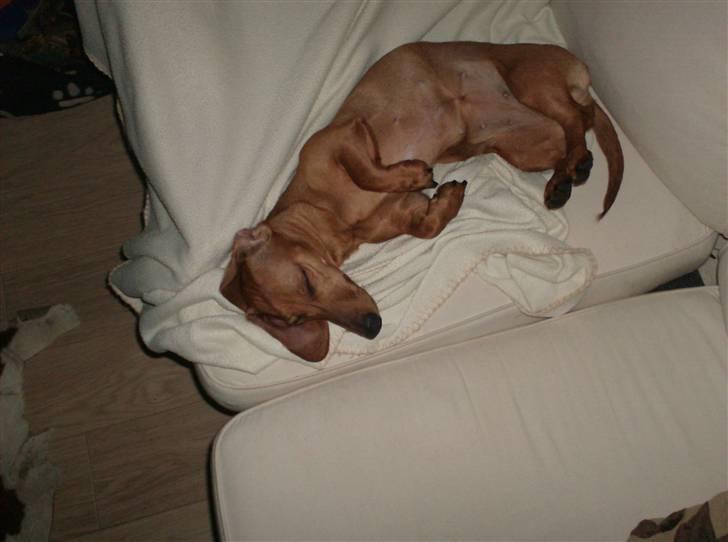 Dværggravhund maja f  billede 15