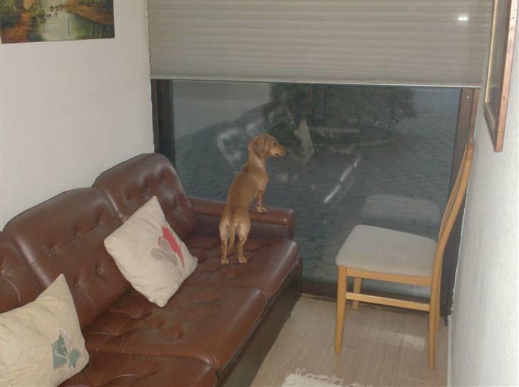 Dværggravhund maja f  billede 16