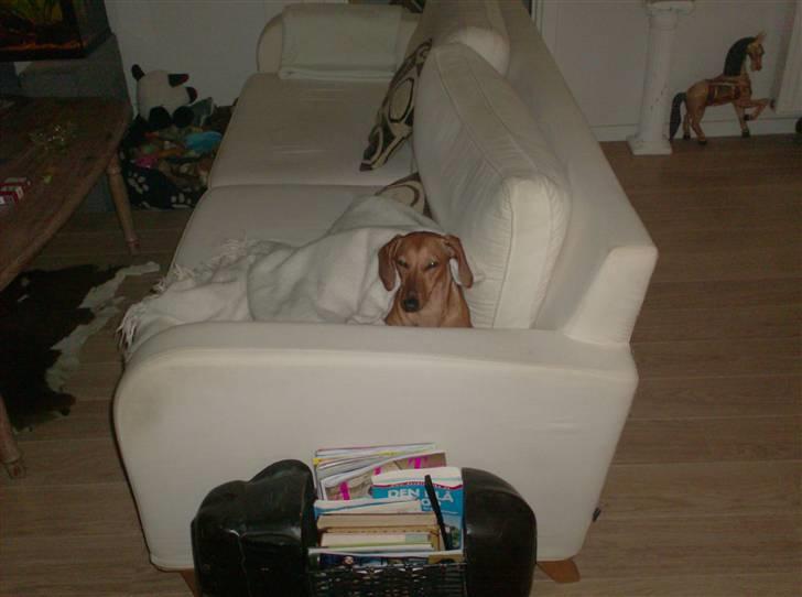 Dværggravhund maja f  billede 17