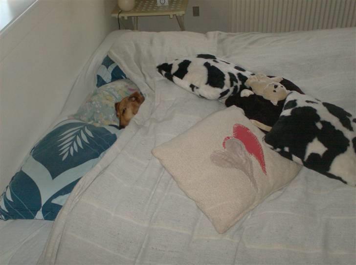 Dværggravhund maja f  billede 19