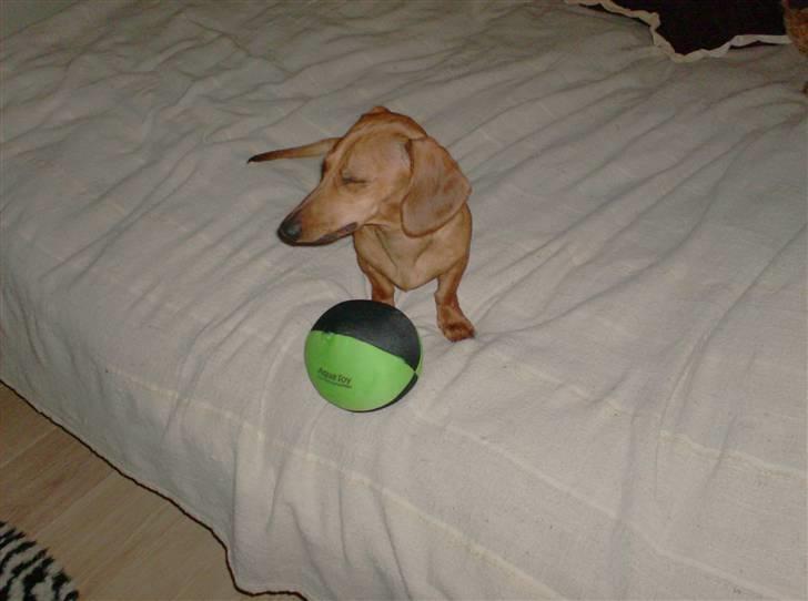 Dværggravhund maja f  billede 20