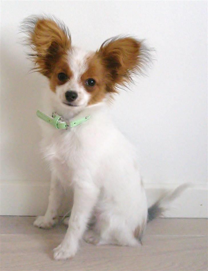 Papillon Kato - 4mdr. gammel billede 14