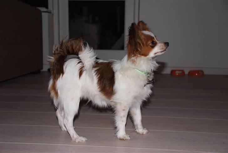 Papillon Kato - 7mdr. gammel billede 15