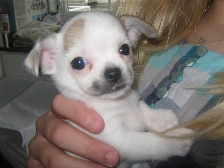 Chihuahua Karla billede 1