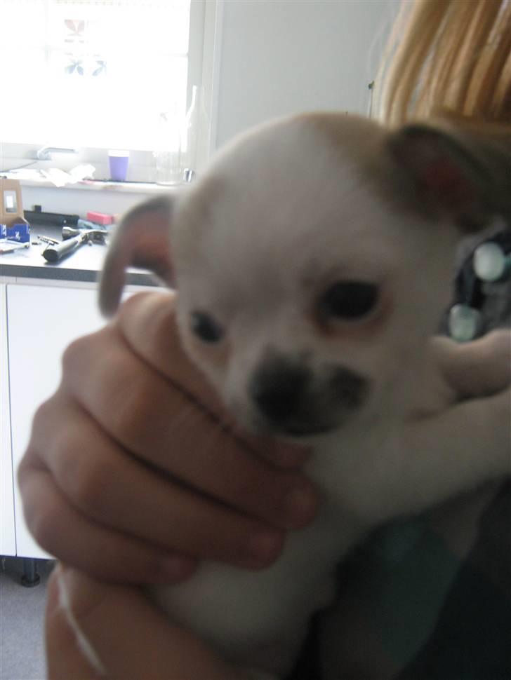 Chihuahua Karla billede 2