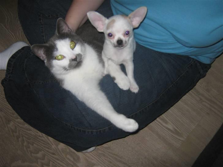 Chihuahua Karla billede 4