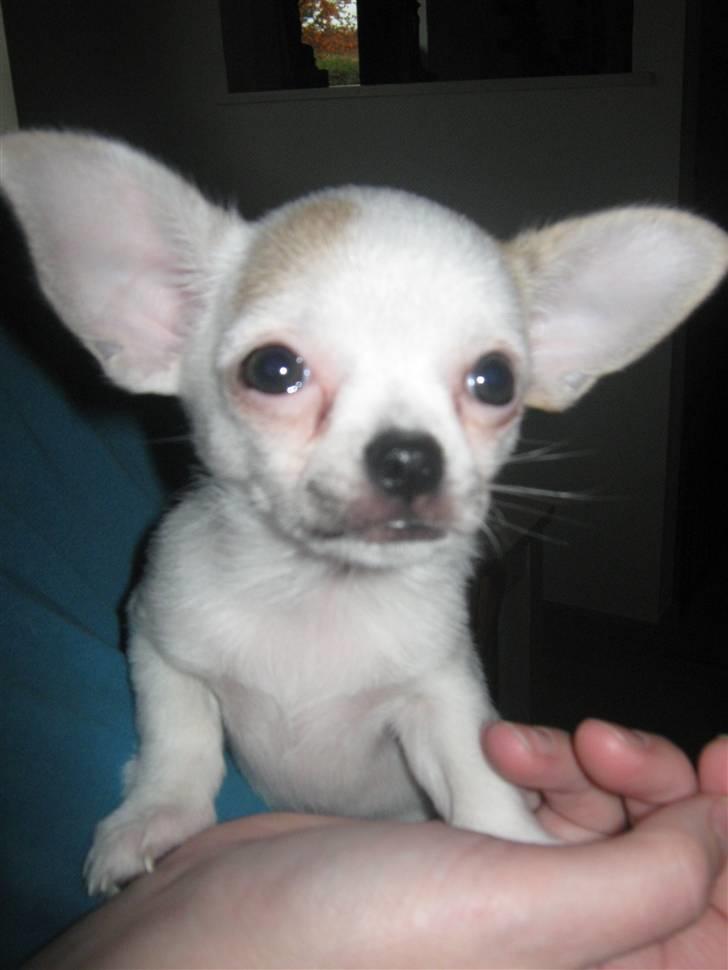 Chihuahua Karla billede 5