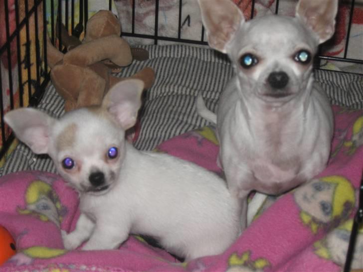 Chihuahua Karla billede 6