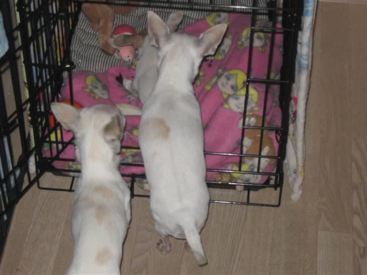 Chihuahua Karla billede 7