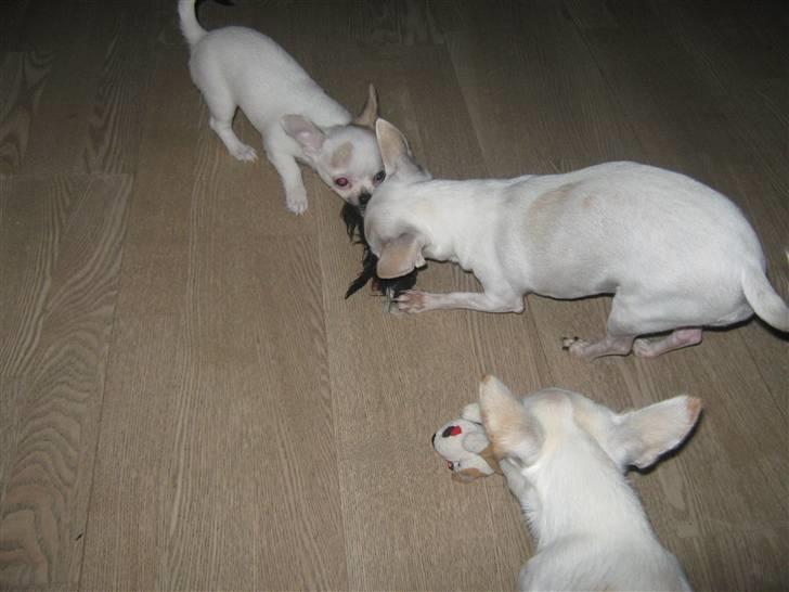 Chihuahua Karla billede 9