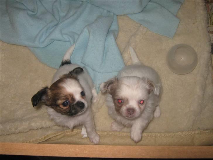 Chihuahua Karla billede 10