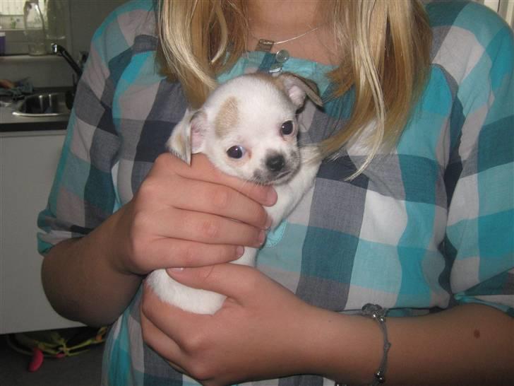 Chihuahua Karla billede 11