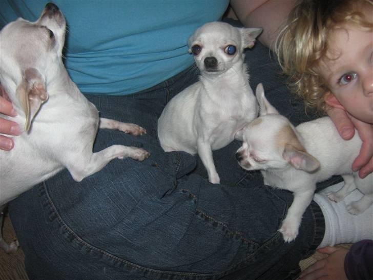 Chihuahua Karla billede 12