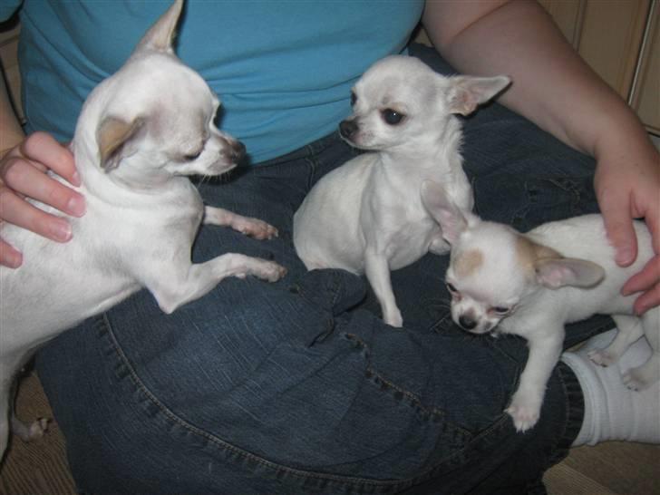 Chihuahua Karla billede 13