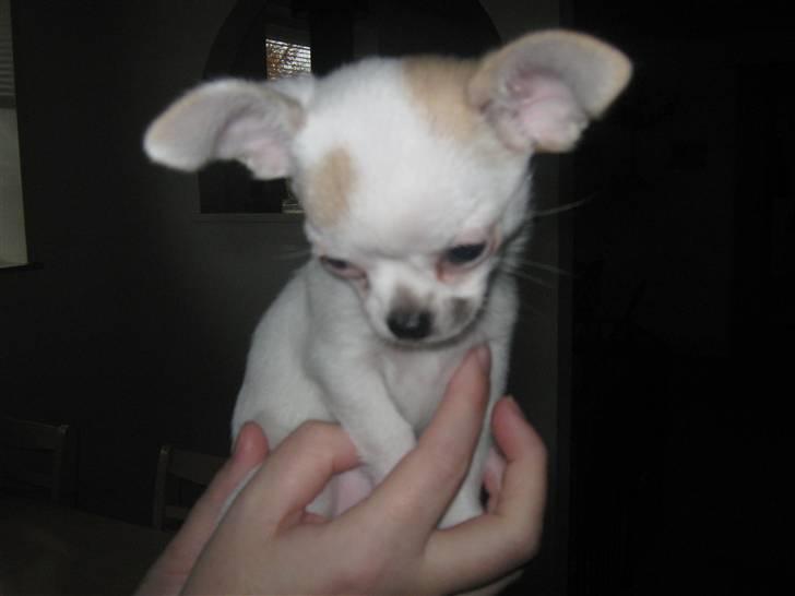 Chihuahua Karla billede 14