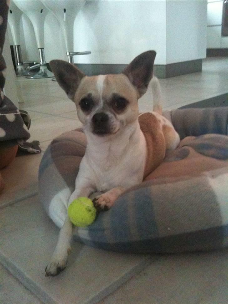 Chihuahua Felix billede 1