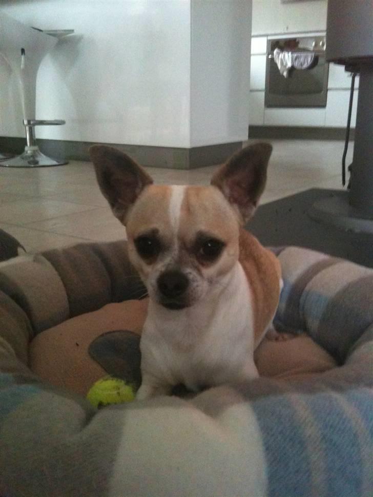 Chihuahua Felix billede 2
