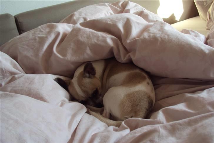 Chihuahua Felix billede 3