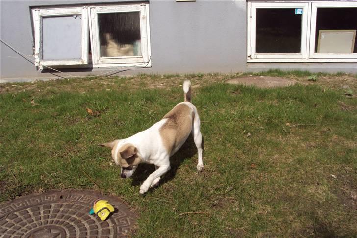 Chihuahua Felix billede 4