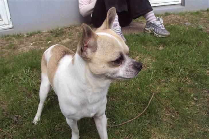Chihuahua Felix billede 5