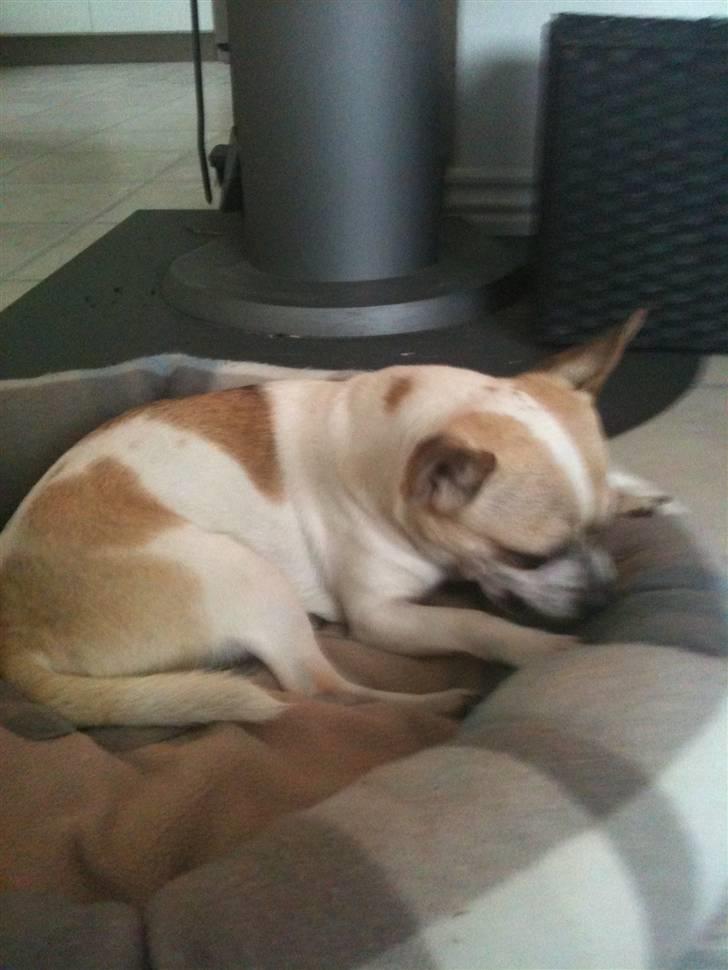 Chihuahua Felix billede 6