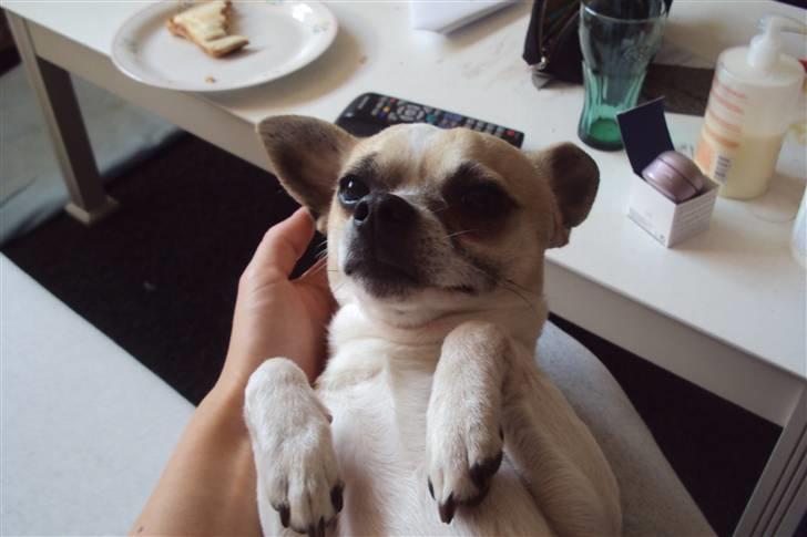 Chihuahua Felix billede 7