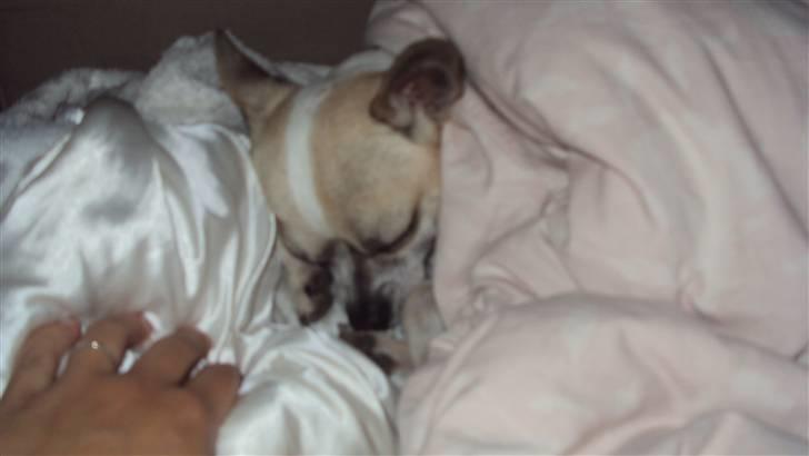 Chihuahua Felix billede 8