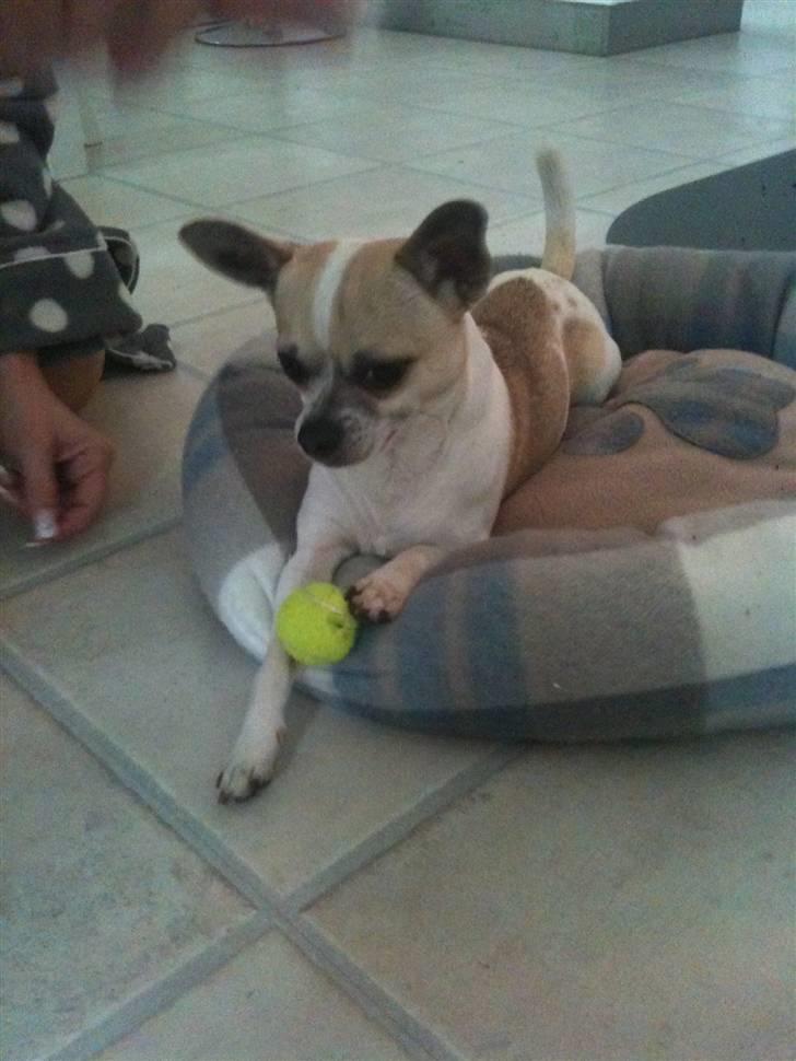 Chihuahua Felix billede 9