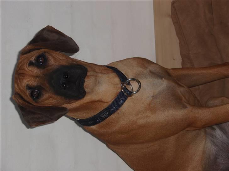 Rhodesian ridgeback Fanikiwa Asilia Jamilla billede 9
