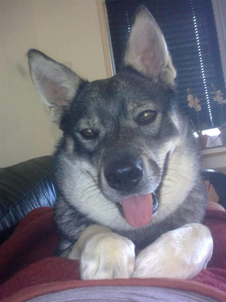 Jämthund Kenya billede 1