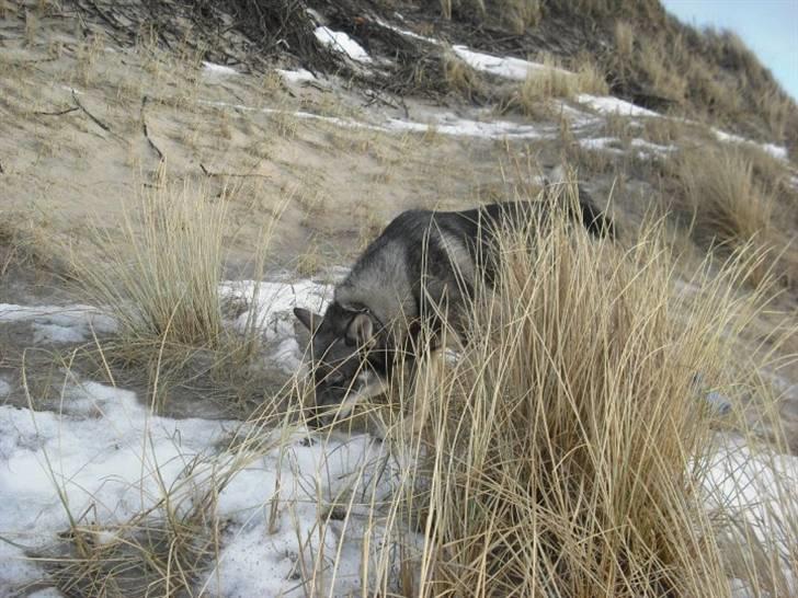 Jämthund Kenya billede 2