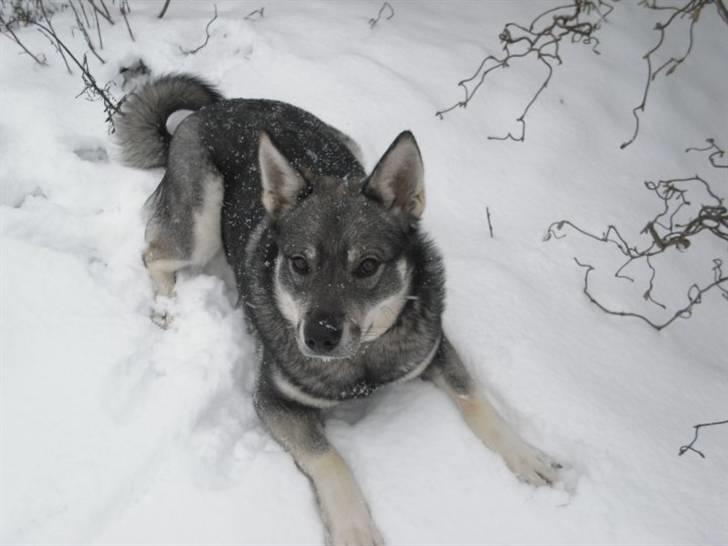 Jämthund Kenya billede 3