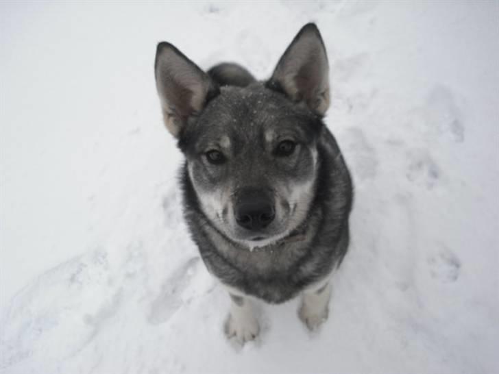 Jämthund Kenya billede 4