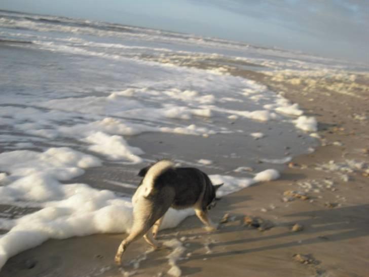 Jämthund Kenya billede 5