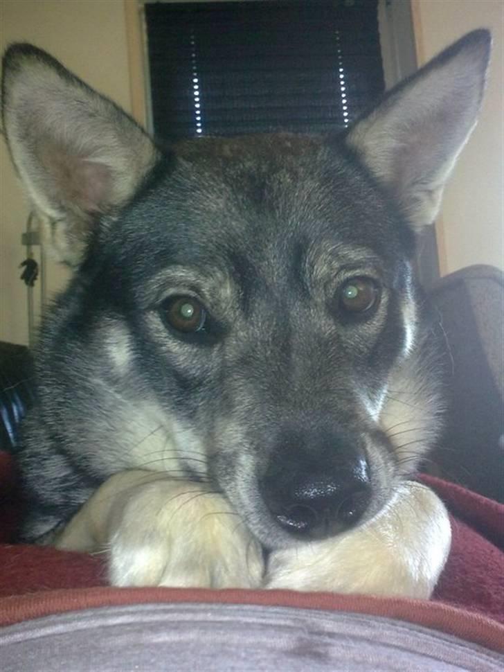 Jämthund Kenya billede 6